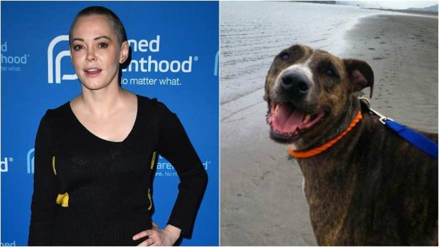 1280_rose_mcgowan_dog_ren640